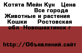 Котята Мейн Кун › Цена ­ 15 000 - Все города Животные и растения » Кошки   . Ростовская обл.,Новошахтинск г.